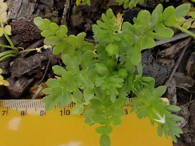 Limnanthes douglasii