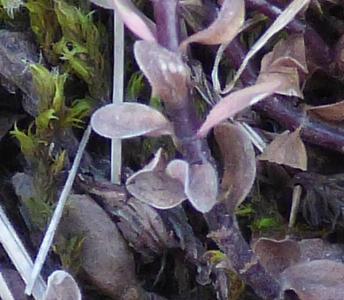 Linum catharticum (1)