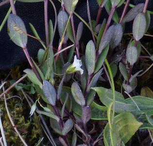 Linum catharticum (2)