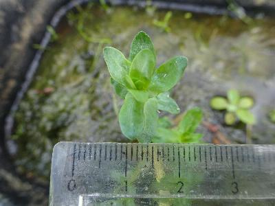 Lythrum hyssopifolia