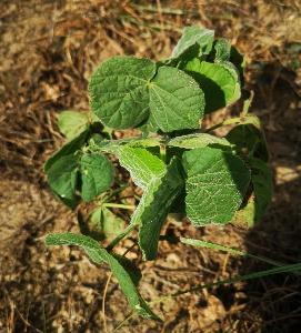 Abutilon theophrasti (1)