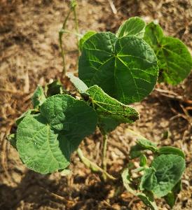 Abutilon theophrasti (2)
