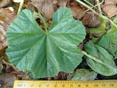 Malva multiflora (1)