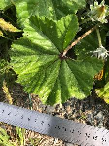 Malva multiflora (2)
