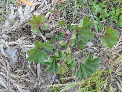 Malva nicaeensis (2)