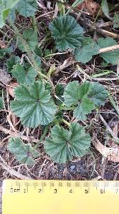 Malva sylvestris