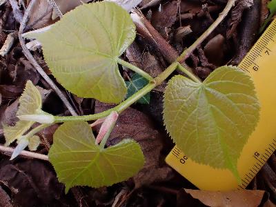 Tilia cordata