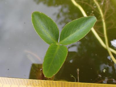 Menyanthes trifoliata