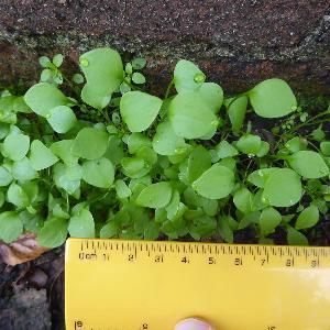 Claytonia perfoliata