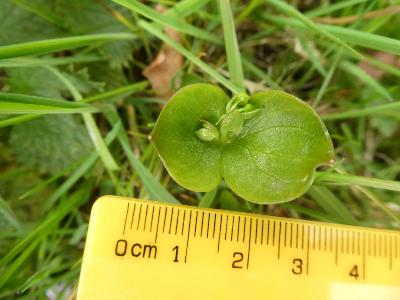 Claytonia siberica