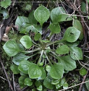 Claytonia siberica (2)