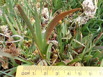 Narthecium ossifragum