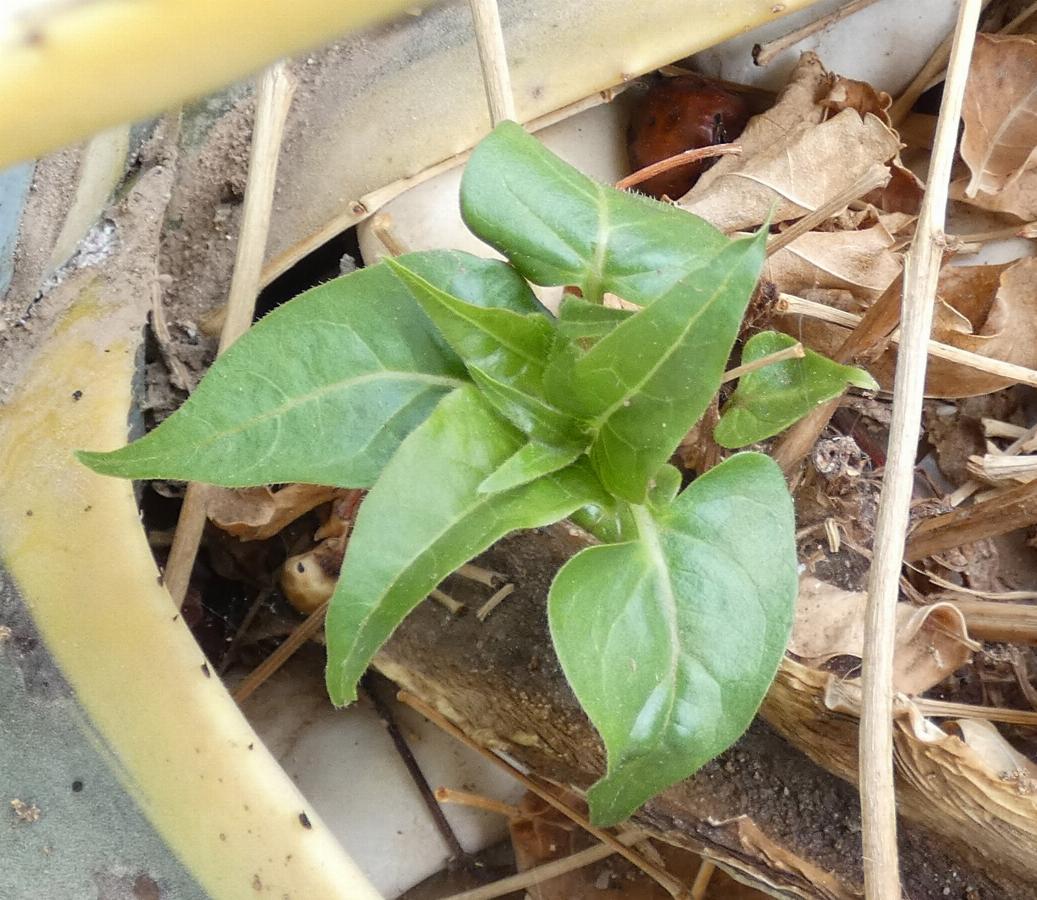 Mirabilis jalapa (2) -  select me for a larger image