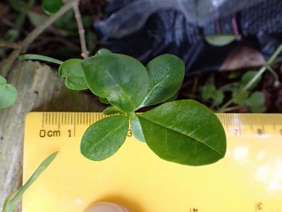 Ligustrum ovalifolium