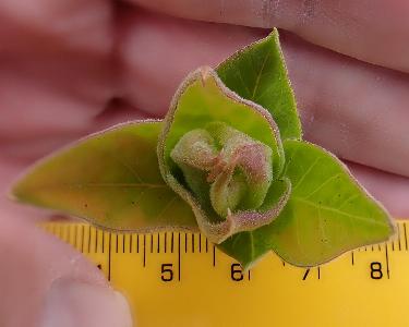 Syringa vulgaris (1)