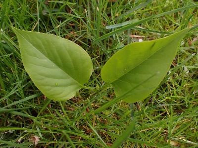 Syringa vulgaris (2)