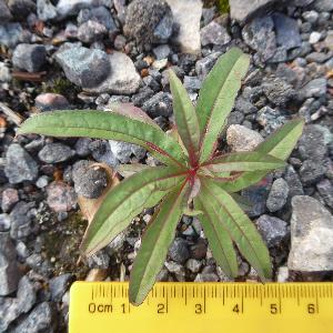 Chamaenerion angustifolium