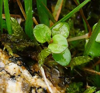 Epilobium brunnescens (1)