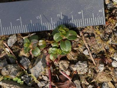 Epilobium brunnescens (2)