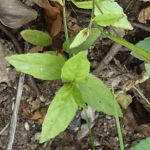 Epilobium obscurum (1)