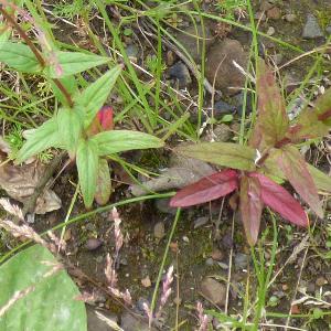 Epilobium obscurum (2)