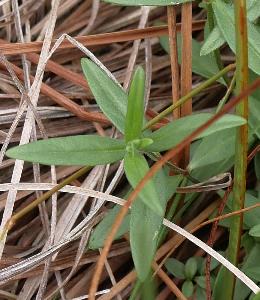 Epilobium palustre