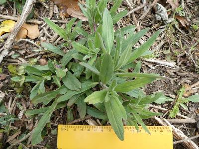 Epilobium parviflorum