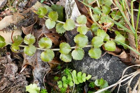 Epilobium pedunculare