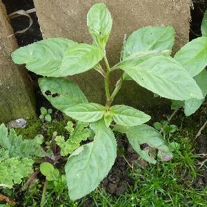 Epilobium roseum (1)