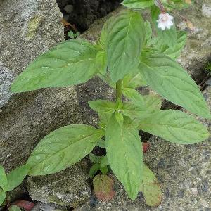 Epilobium roseum (2)