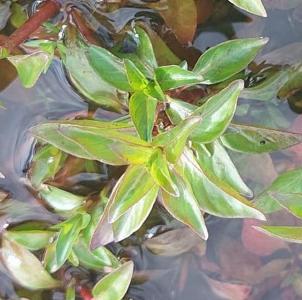 Ludwigia palustris