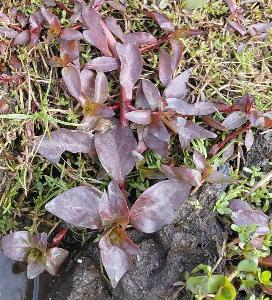 Ludwigia palustris (2)