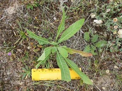 Oenothera biennis (1)