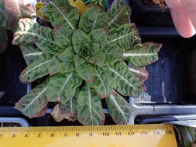 Oenothera biennis (2)