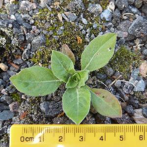 Oenothera glazioviana