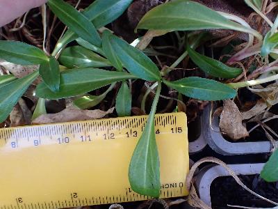 Oenothera macrocarpa