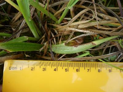 Anacamptis pyramidalis (1)