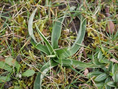 Anacamptis pyramidalis (2)