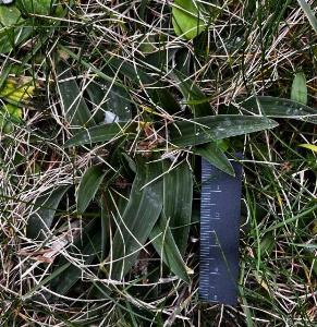 Anacamptis pyramidalis (3)