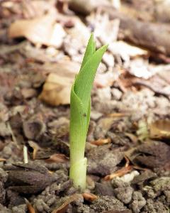 Cephalanthera damasconium (4)