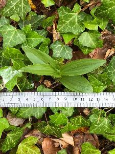 Cephalanthera damasonium (1)