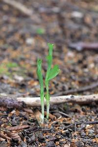 Cephalanthera damasonium (2)
