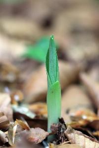 Cephalanthersa damasconium (3)