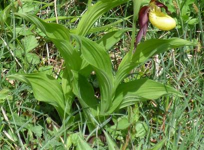 Cypripedium calceolus (1)