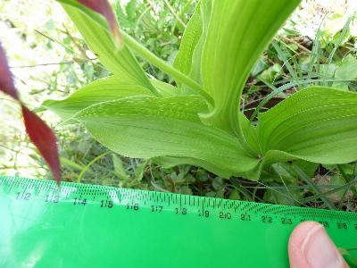 Cypripedium calceolus (2)