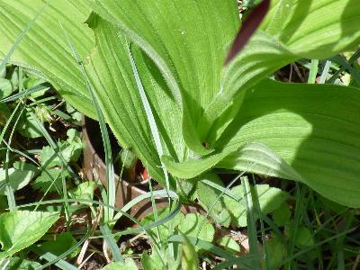 Cypripedium calceolus (3)