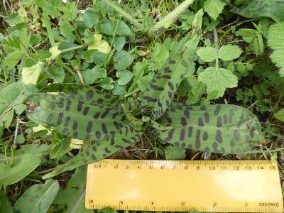 Dactylorhiza fuchsii