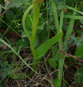 Dactylorhiza incarnata