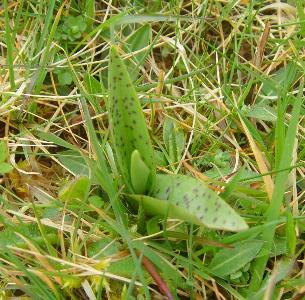 Dactylorhiza maculata (1)