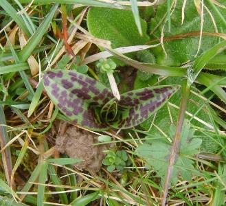 Dactylorhiza maculata (2)